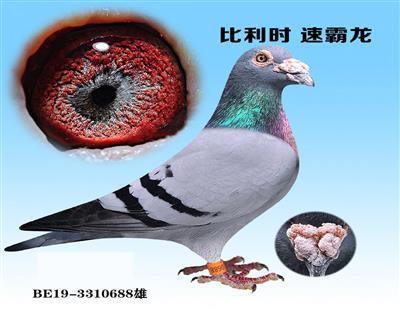 比利时梦幻大胜瑞典，稳居积分榜前列的简单介绍